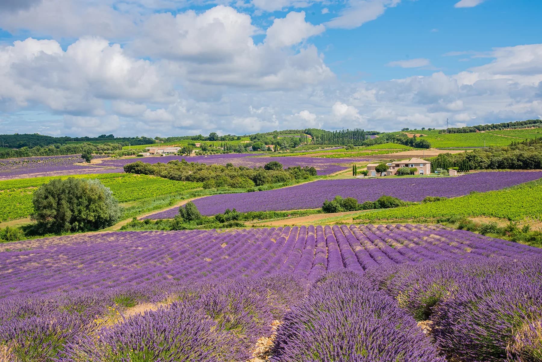 Champs de lavande — Le cœur violet de la Provence