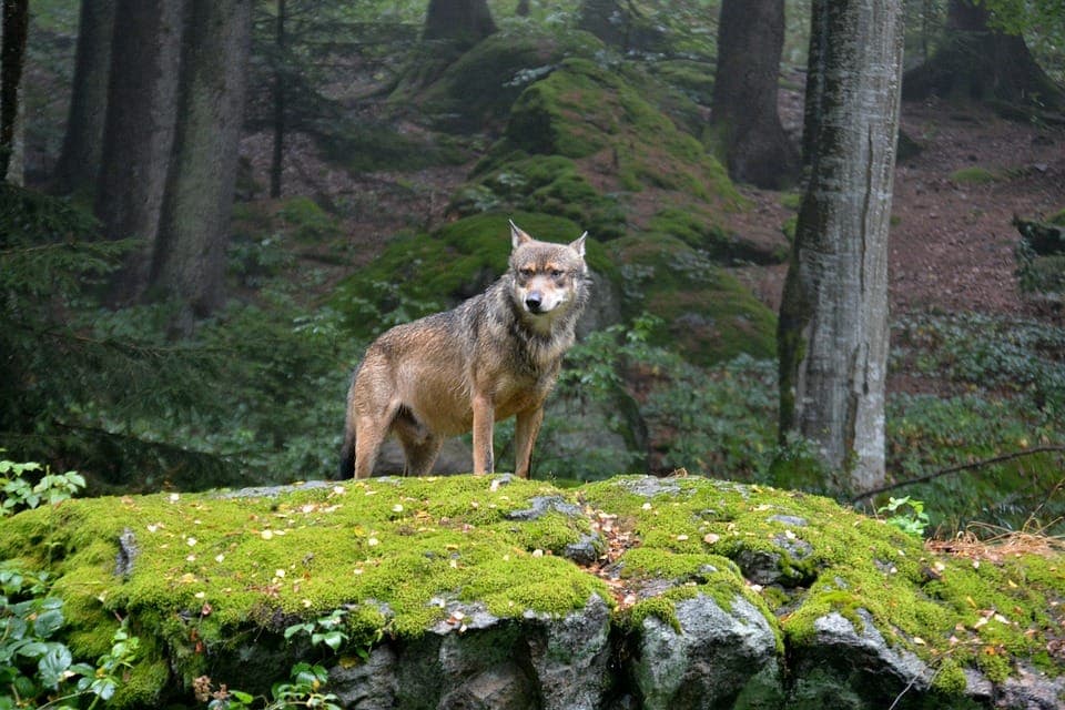 Parc Alpha — Les loups dans les montagnes du Mercantour